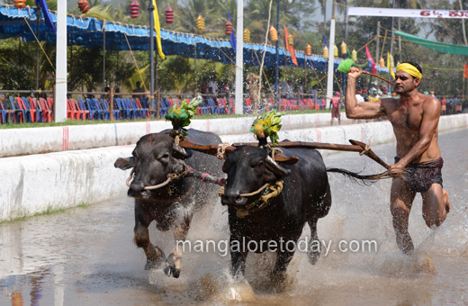 Devu Poonja Jodukare Kambala